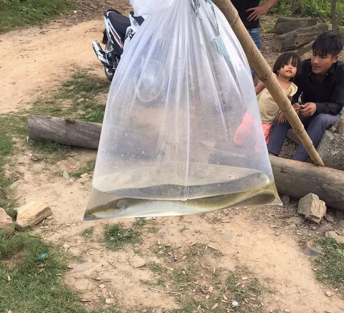 Cá chình sau khi săn bắt được rao bán ngay bên Quốc lộ 9