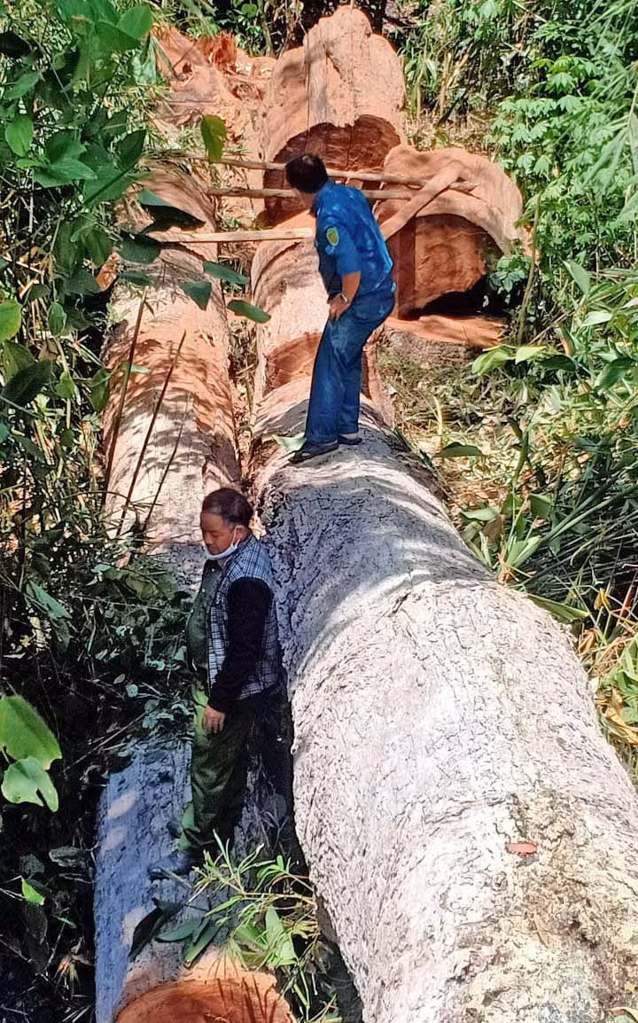 Chú thích ảnh: 2 cây gỗ dầu bị các đối tượng khai thác trái phép tại tiểu khu 741 (do ảnh lấy xuống ko được).
