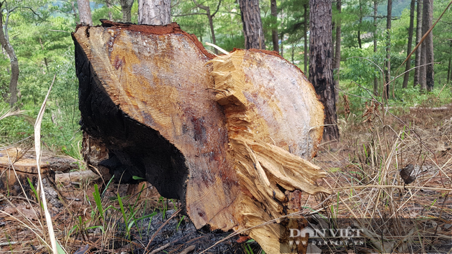 Những cây thông bị cưa hạ còn tươi, ứa nhựa.