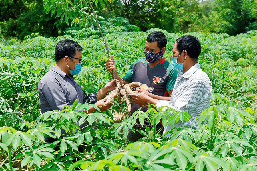 Anh Nguyễn Trung Huy (bìa trái), cán bộ Địa chính-Nông nghiệp xã Đak Tơ Ve, hướng dẫn kỹ thuật cho bà con chăm sóc cây trồng, cách làm chuồng cho vật nuôi, phòng bệnh… từ đó bà con đã thay đổi được nhận thức nên cũng biết cách hơn, nắm rõ về kỹ thuật hơn.
