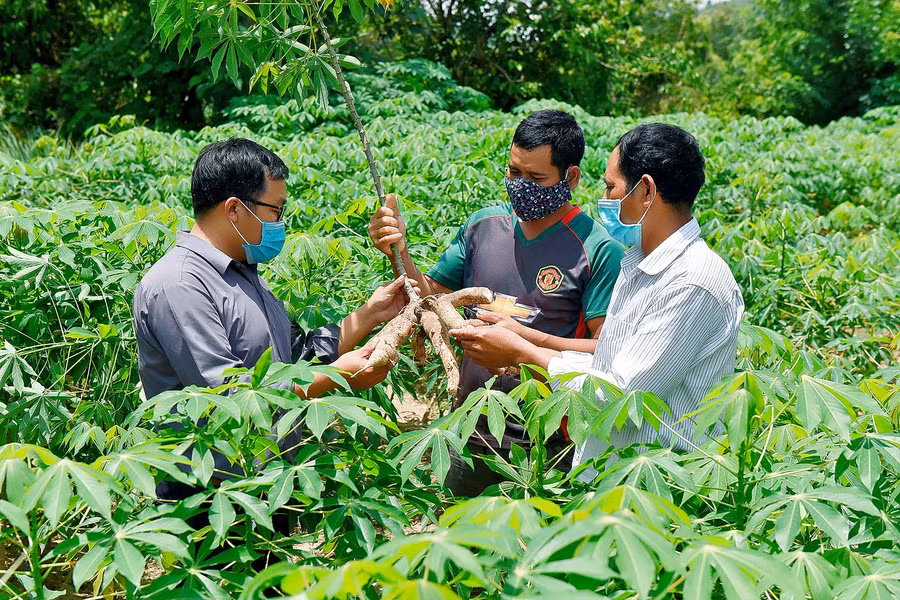 Anh Nguyễn Trung Huy (bìa trái), cán bộ Địa chính-Nông nghiệp xã Đak Tơ Ve, hướng dẫn kỹ thuật cho bà con chăm sóc cây trồng, cách làm chuồng cho vật nuôi, phòng bệnh… từ đó bà con đã thay đổi được nhận thức nên cũng biết cách hơn, nắm rõ về kỹ thuật hơn.