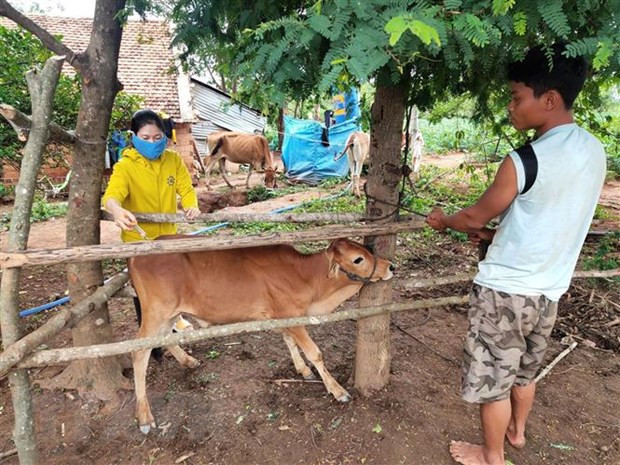 Cán bộ thú y thành phố Kon Tum tiêm thuốc kháng sinh cho cá thể bò nhiễm bệnh. (Ảnh: Dư Toán/TTXVN) Cán bộ thú y thành phố Kon Tum tiêm thuốc kháng sinh cho cá thể bò nhiễm bệnh. (Ảnh: Dư Toán/TTXVN)