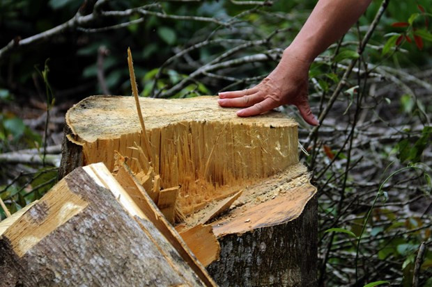 Rừng tự nhiên bị tàn phá, lấn chiếm trong sự bất lực của đơn vị chủ rừng và sự lúng túng của chính quyền địa phương. (Ảnh: Hưng Thịnh/TTXVN) Rừng tự nhiên bị tàn phá, lấn chiếm trong sự bất lực của đơn vị chủ rừng và sự lúng túng của chính quyền địa phương. (Ảnh: Hưng Thịnh/TTXVN)