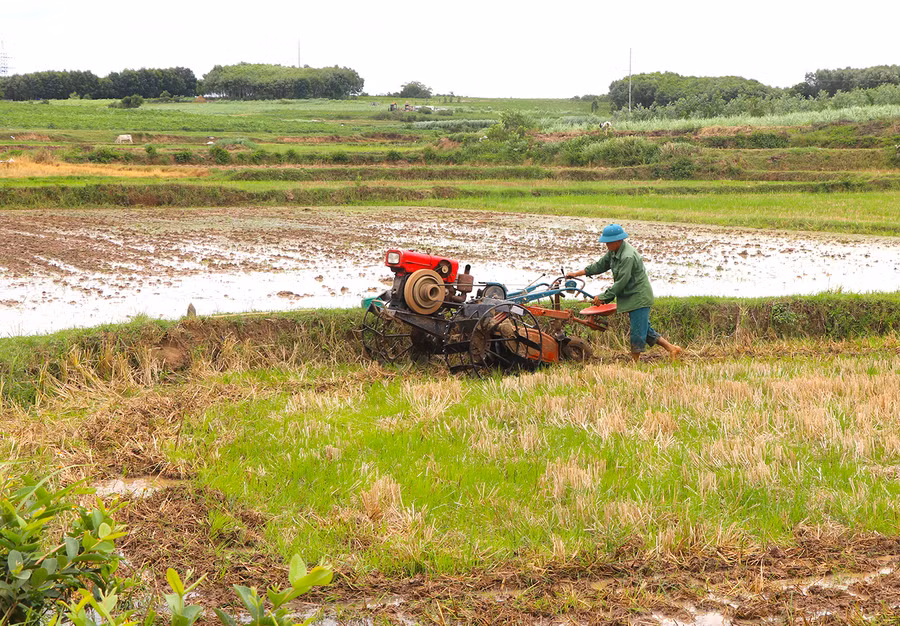 Nông dân An Khê làm đất để gieo sạ lúa vụ mùa. Ảnh: Ngọc Minh