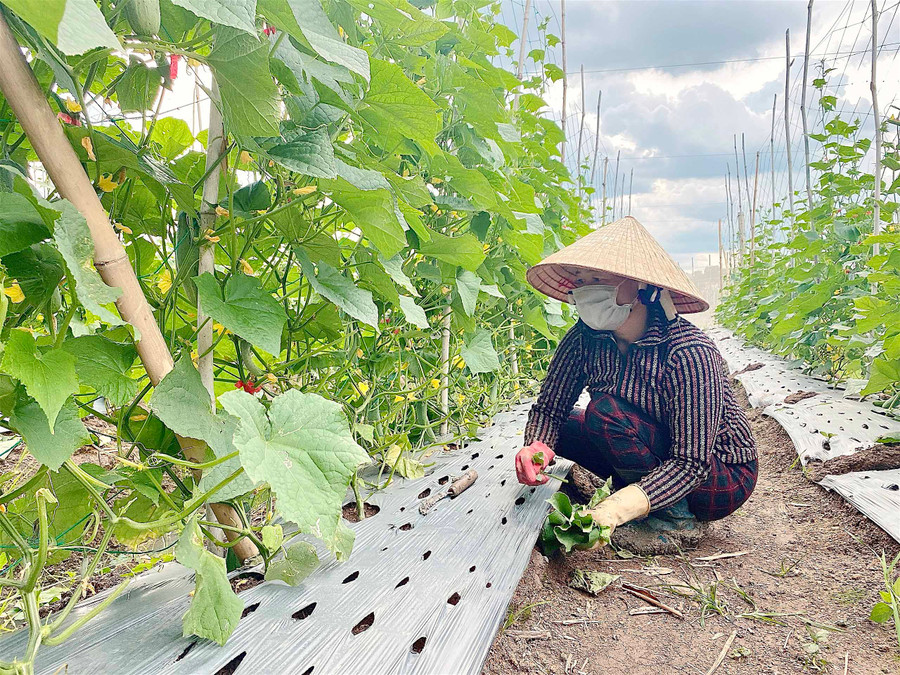 Vườn dưa leo của gia đình ông Nguyễn Văn My (thôn 4, xã An Phú). Ảnh: Mộc Trà