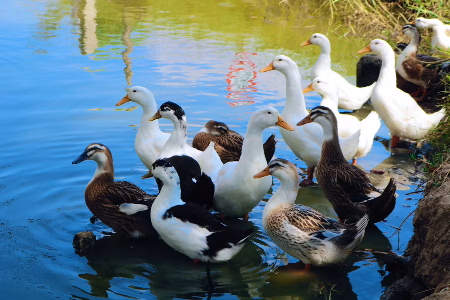  Bầy vịt, đàn gà hay dòng sông, chốn an yên cảu miền quê- Ảnh: Duy Tường
