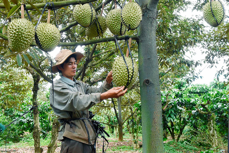4.Anh Vũ Đình Tích (làng Bới) có 1,5 ha đất trồng cà phê xen 200 cây sầu riêng giống Ri 6. Năm 2020, gia đình anh thu khoảng 7 tấn sầu riêng, thu về khoảng 350 triệu đồng; sau khi trừ chi phí, lãi trên 200 triệu đồng. 