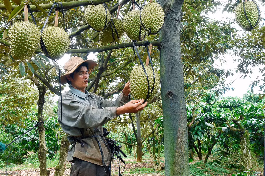4.Anh Vũ Đình Tích (làng Bới) có 1,5 ha đất trồng cà phê xen 200 cây sầu riêng giống Ri 6. Năm 2020, gia đình anh thu khoảng 7 tấn sầu riêng, thu về khoảng 350 triệu đồng; sau khi trừ chi phí, lãi trên 200 triệu đồng. 