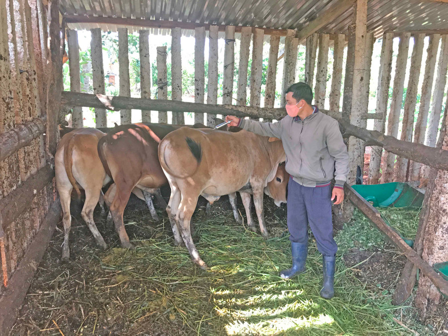 Cán bộ thú y Trung tâm Dịch vụ nông nghiệp huyện Đak Đoa tiêm phòng cho đàn bò của ông Phạm Văn Đồng (thôn Tam Điệp, xã Hneng). Ảnh: Nguyễn Diệp