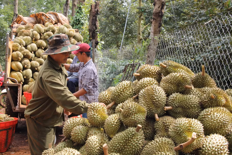 Với sản lượng lớn nông sản, Đắk Lắk nói chung, TP. Buôn Ma Thuột nói riêng cần những kho chứa hàng hóa. Ảnh: Minh Thuận