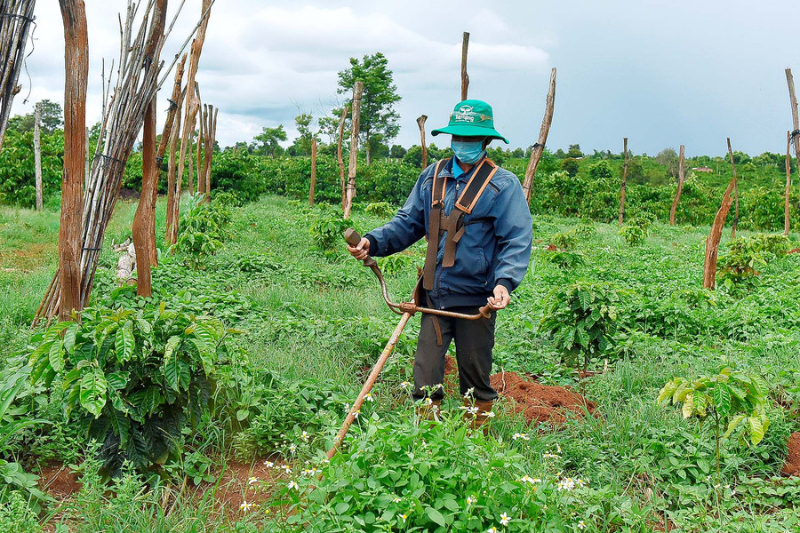 Ông Dương Quang Nghĩa (làng Hố Lang, xã Chư Pơng) chia sẻ: Nhà tôi có 1,3 ha cà phê trồng năm 2000. Năm 2020, tôi thực hiện tái canh 5 sào, năm nay tái canh 5 sào nữa. Tôi rất mong các cấp quan tâm tạo điều kiện về vốn vay để kịp tái canh.