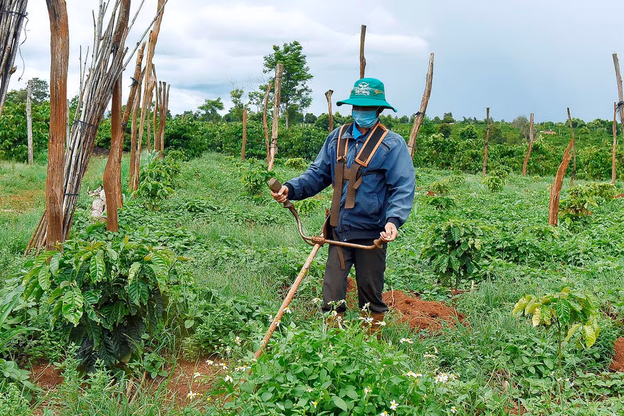 Ông Dương Quang Nghĩa (làng Hố Lang, xã Chư Pơng) chia sẻ: Nhà tôi có 1,3 ha cà phê trồng năm 2000. Năm 2020, tôi thực hiện tái canh 5 sào, năm nay tái canh 5 sào nữa. Tôi rất mong các cấp quan tâm tạo điều kiện về vốn vay để kịp tái canh.