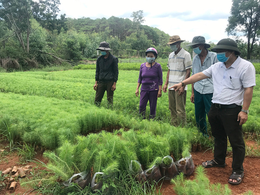 Ban Quản lý rừng phòng hộ Mang Yang chuẩn bị cây giống cho vụ trồng rừng mới. Ảnh: Quang Tấn Ban Quản lý rừng phòng hộ Mang Yang chuẩn bị cây giống cho vụ trồng rừng mới. Ảnh: Quang Tấn