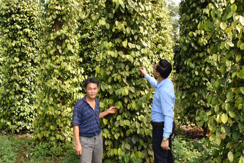 Phần lớn cây tiêu Lâm Đồng trồng xen canh trong vườn cà phê, quy mô hộ gia đình