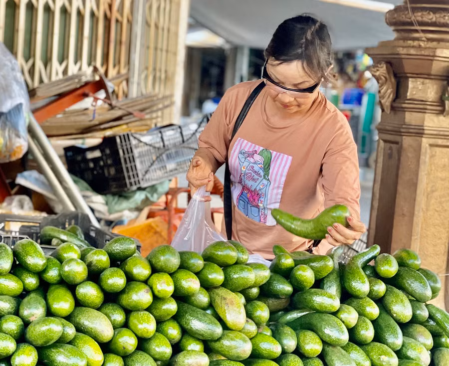 Giá bơ giảm mạnh khiến nhiều nhà vườn thất thu. Ảnh: Vũ Thảo