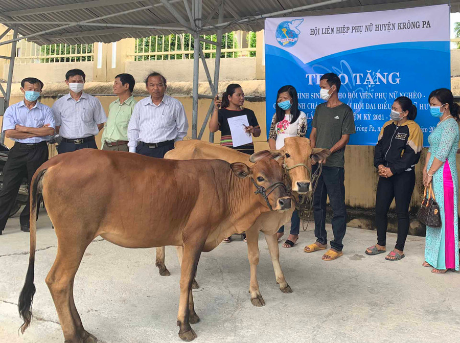 Hội LHPN huyện Krông Pa trao 1 cặp bò sinh sản cho 2 hội viên phụ nữ nghèo tại xã Chư Rcăm và Krông Năng.Ảnh.Vũ Chi