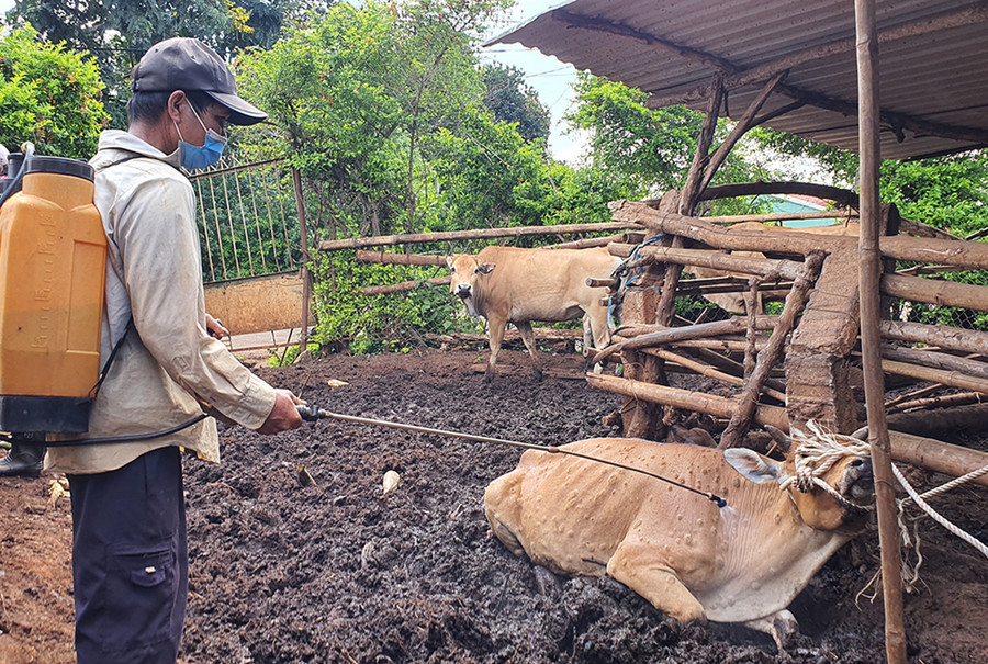 Lực lượng chức năng phun thuốc tiêu độc khử trùng khu vực chuồng trại chăn nuôi. Ảnh: Bá Bính