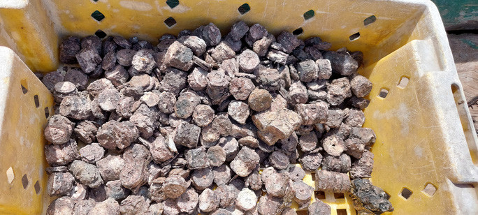  Số tiền cổ có niên đại từ thời Gia Long, Minh Mạng