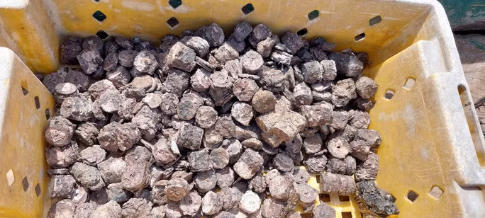  Số tiền cổ có niên đại từ thời Gia Long, Minh Mạng