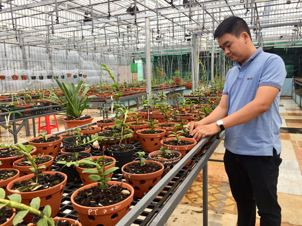 Anh Thành chăm sóc vườn hoa lan giả hạc tại phường Khánh Xuân, TP. Buôn Ma Thuột, tỉnh Đắk Lắk