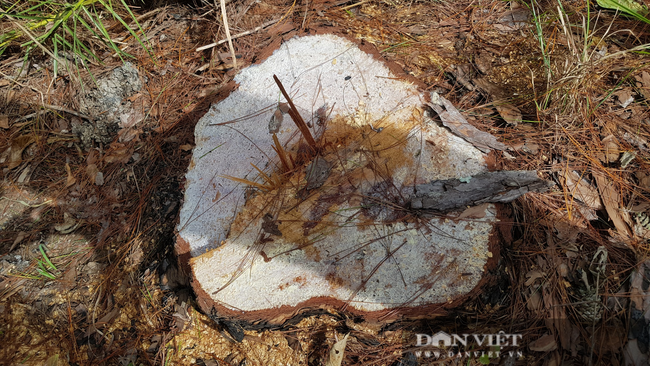 Những cây thông bị cưa hạ thuộc đối tượng rừng tự nhiên.