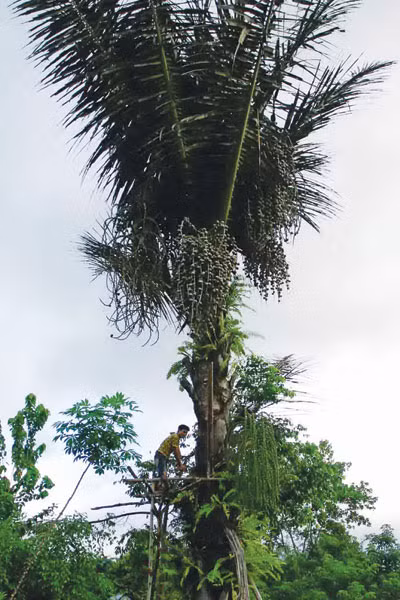 Cây Vea. Ảnh: Ngọc Tấn