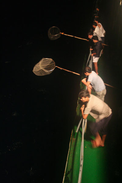 Chuẩn bị vợt cá chuồn, loài "thiêu thân của biển". Ảnh: Phương Duyên Chuẩn bị vợt cá chuồn, loài