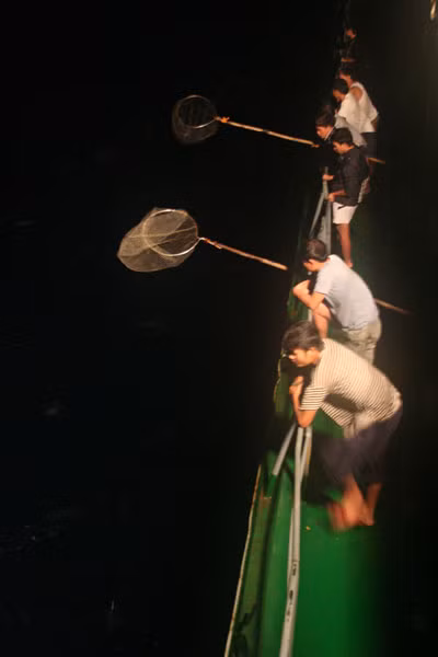 Chuẩn bị vợt cá chuồn, loài 