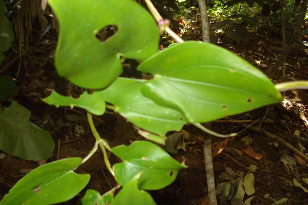 Cây củ khoai rạn, Ảnh: Thất Sơn Cây củ khoai rạn, Ảnh: Thất Sơn