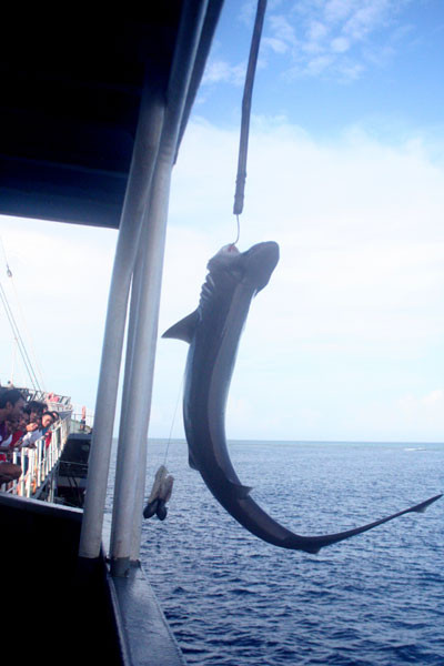 Một chú cá mập mắc câu và bị kéo lên boong tàu. Ảnh: Phương Duyên Một chú cá mập mắc câu và bị kéo lên boong tàu. Ảnh: Phương Duyên