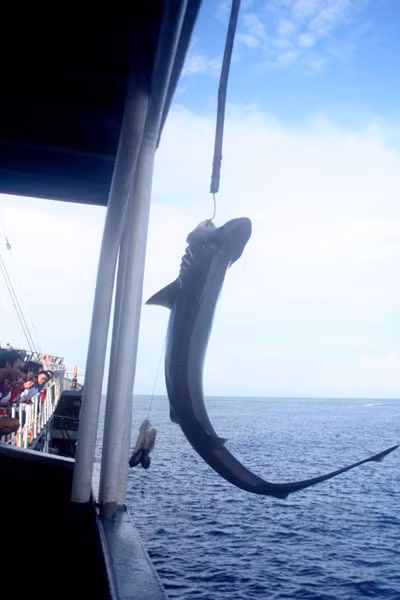 Một chú cá mập mắc câu và bị kéo lên boong tàu. Ảnh: Phương Duyên