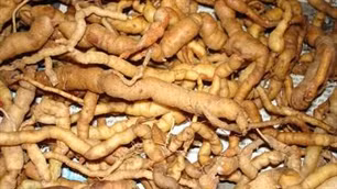 Rượu ngâm rễ cây ba kích đã gây ra cái chết đối với ông Tùng.