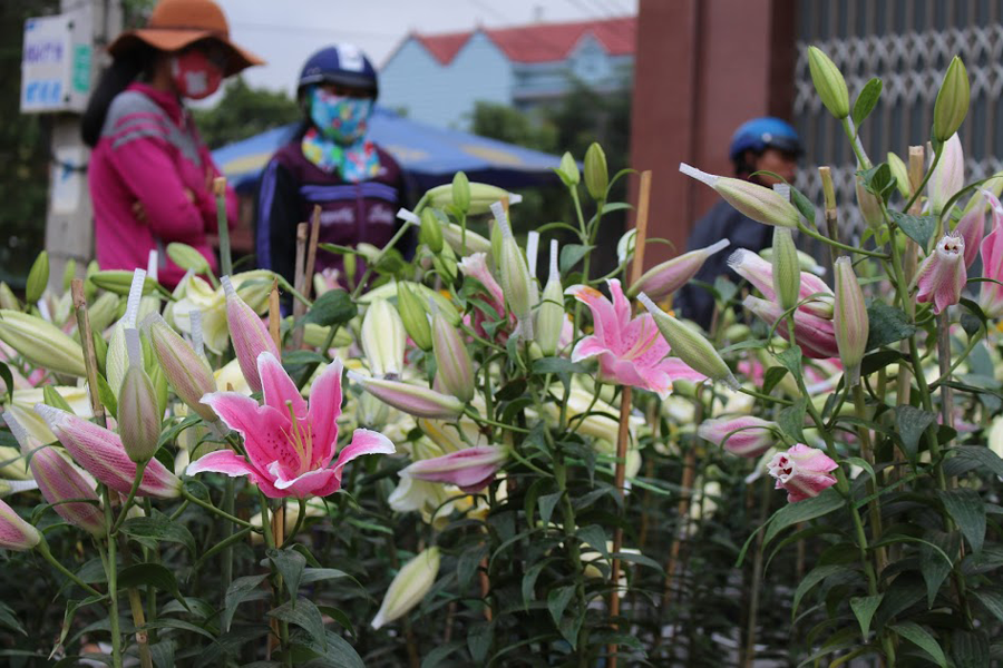 Không có nhiều sự lựa chọn cho người mua hoa Ly.