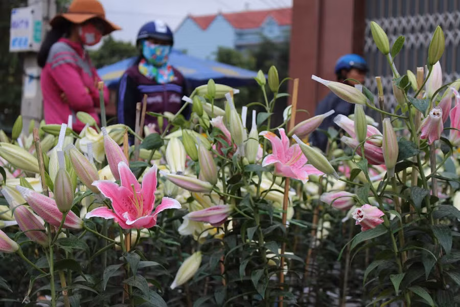 Không có nhiều sự lựa chọn cho người mua hoa Ly. Không có nhiều sự lựa chọn cho người mua hoa Ly.