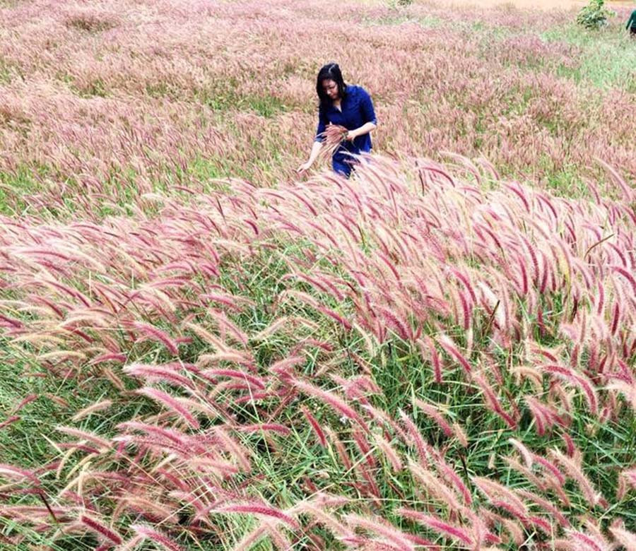 Đồi cỏ hồng xã Glar, huyện Đak Đoa. Ảnh: Phương Linh Đồi cỏ hồng xã Glar, huyện Đak Đoa. Ảnh: phương linh
