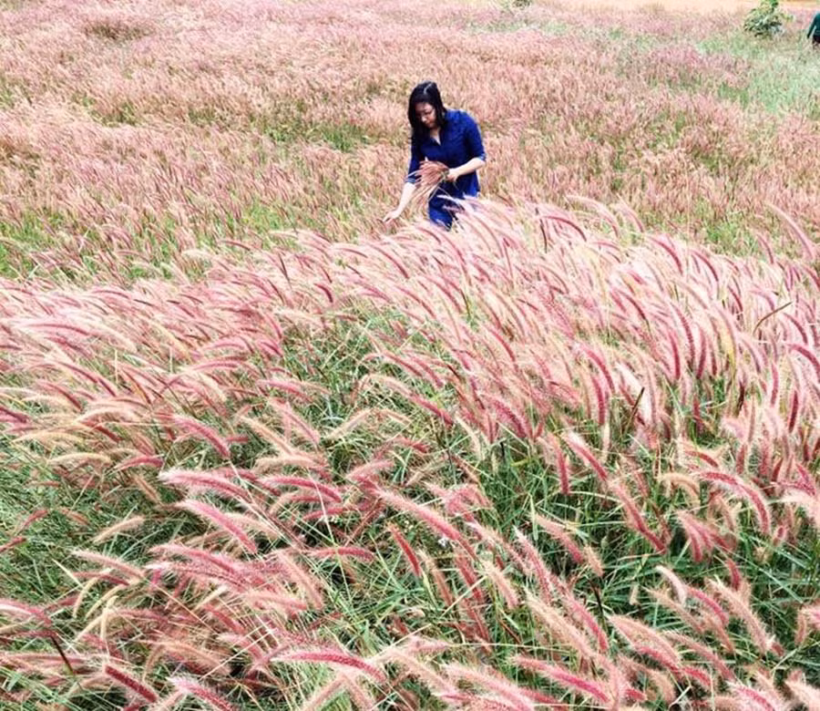 Đồi cỏ hồng xã Glar, huyện Đak Đoa. Ảnh: phương linh