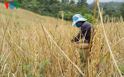 Làng Brang năm qua được mùa lúa.
