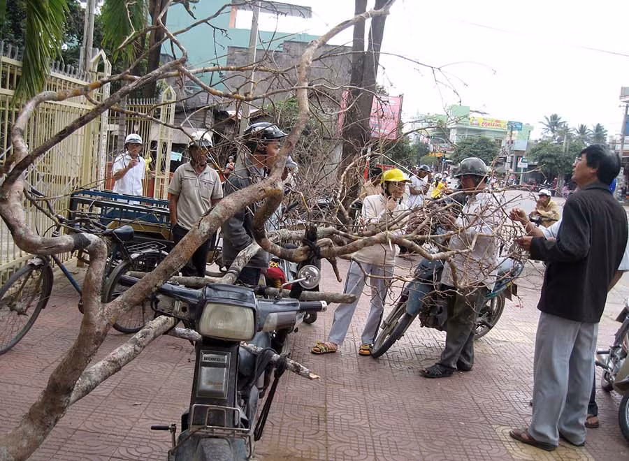 Cành mai rừng to, đẹp ngày càng hiếm. Ảnh: Trần Đức