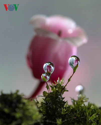 Hoa Đào chuông bên sương mai. Ngắm hoa đào chuông, chắc hẳn ai cũng hiểu, vì sao loài hoa này là biểu tượng của Khu du lịch sinh thái Bà Nà.