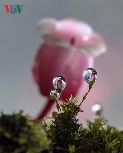 Hoa Đào chuông bên sương mai. Ngắm hoa đào chuông, chắc hẳn ai cũng hiểu, vì sao loài hoa này là biểu tượng của Khu du lịch sinh thái Bà Nà.