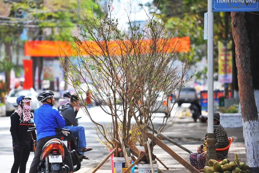 Những cành mai rừng cỡ lớn được người dân tìm mua trưng Tết. 6