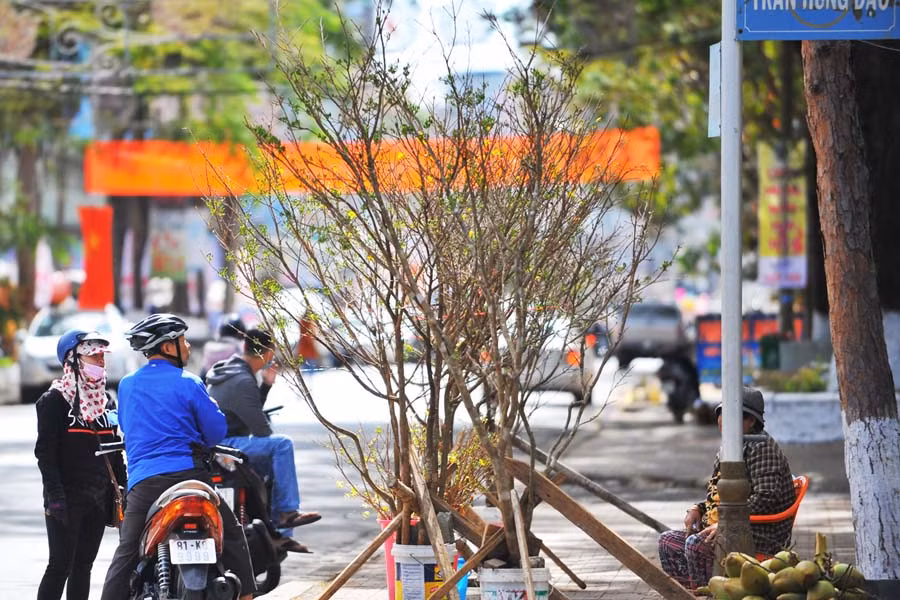 Những cành mai rừng cỡ lớn được người dân tìm mua trưng Tết. 6