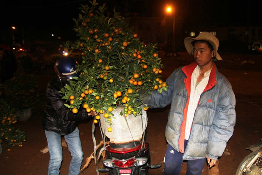 Quất được bán tháo với giá 100 ngàn đồng/chậu. Ảnh: Văn Ngọc