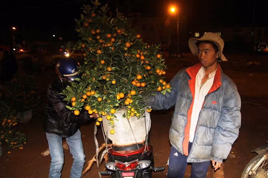 Quất được bán tháo với giá 100 ngàn đồng/chậu. Ảnh: Văn Ngọc