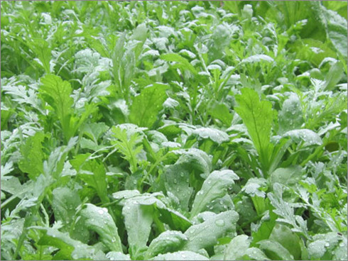 Rau cải cúc có nhiều tác dụng tốt cho sức khỏe (ảnh minh họa) Rau cải cúc có nhiều tác dụng tốt cho sức khỏe (ảnh minh họa)