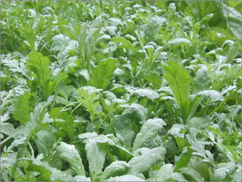 Rau cải cúc có nhiều tác dụng tốt cho sức khỏe (ảnh minh họa)