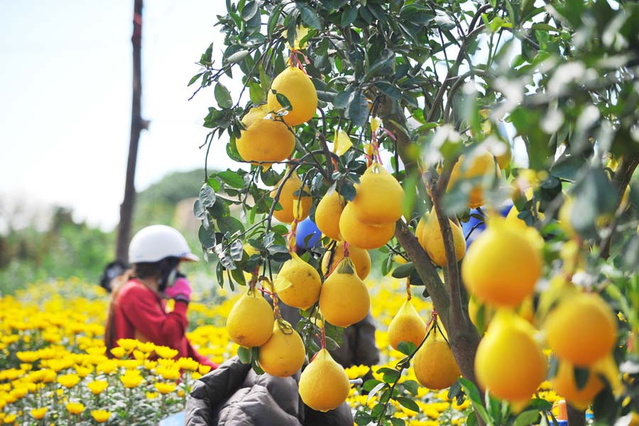 Bưởi Diễn cây trồng được đưa vào chậu bán Tết tại chợ hoa Xuân. 1