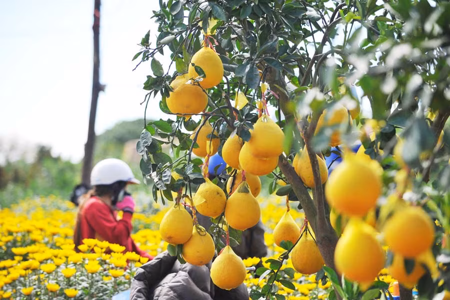 Bưởi Diễn cây trồng được đưa vào chậu bán Tết tại chợ hoa Xuân. 1