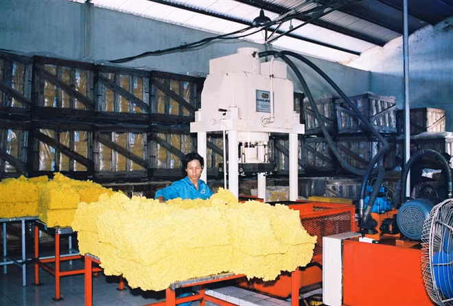 Giá mủ cao su xuất khẩu tăng từ quý IV/2016 khiến người trồng và các doanh nghiệp chế biến cao su phấn khởi