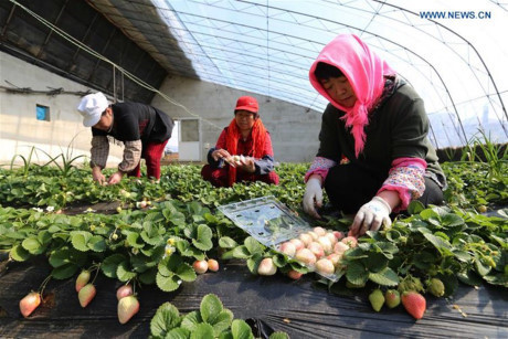 Dâu tây Bạch tuyết- loại dâu có giá “khủng” lên tới gần 2 triệu đồng/kg đang làm thị trường Việt "phát sốt" bởi sự thơm ngon, hiếm hoi và đắt đỏ (Ảnh: Internet) Dâu tây Bạch tuyết- loại dâu có giá “khủng” lên tới gần 2 triệu đồng/kg đang làm thị trường Việt